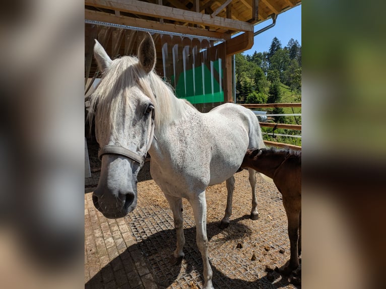 Pur-sang arabe Jument 10 Ans 159 cm Gris moucheté in Buchenbach