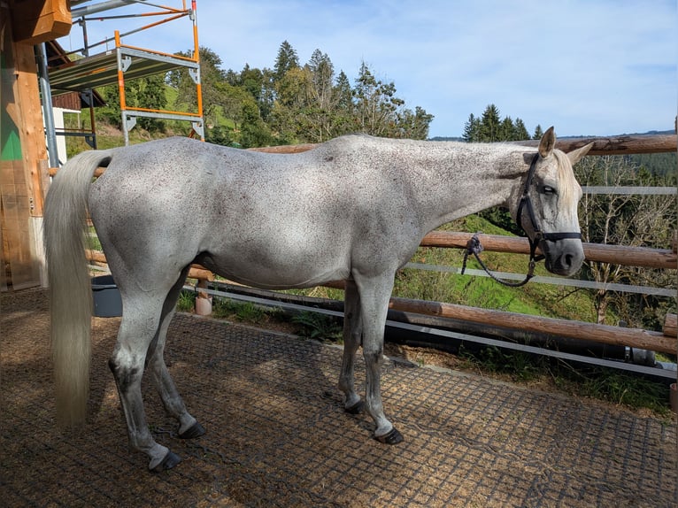 Pur-sang arabe Jument 10 Ans 159 cm Gris moucheté in Buchenbach