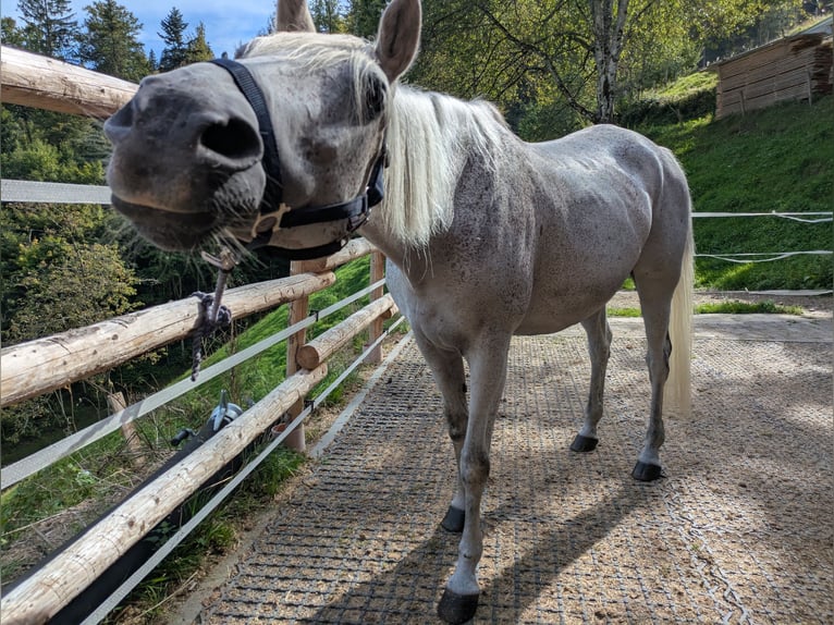 Pur-sang arabe Jument 10 Ans 159 cm Gris moucheté in Buchenbach