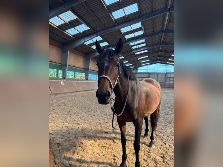 Pur-sang arabe Jument 10 Ans Bai in Neudorf