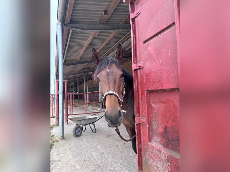 Pur-sang arabe Jument 10 Ans Bai in Neudorf
