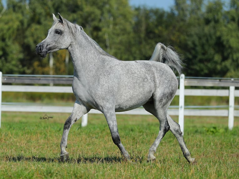 Pur-sang arabe Jument 10 Ans Gris in Wola Rzędzińska