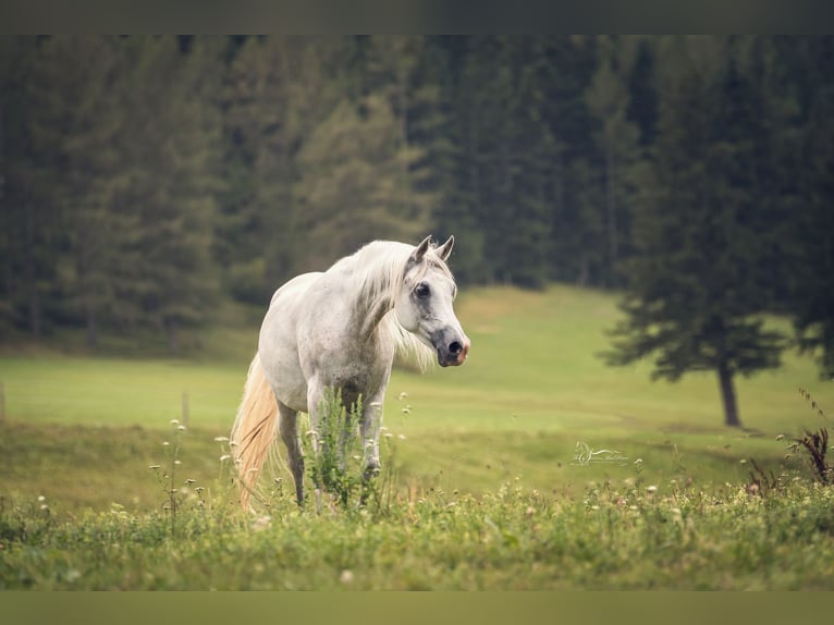 Pur-sang arabe Jument 10 Ans Gris in Riedlingsdorf