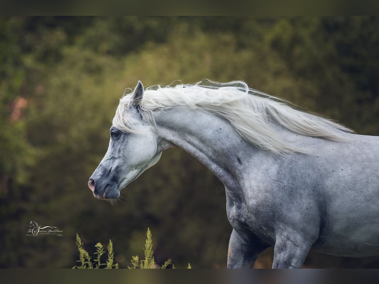 Pur-sang arabe Jument 10 Ans Gris in Riedlingsdorf