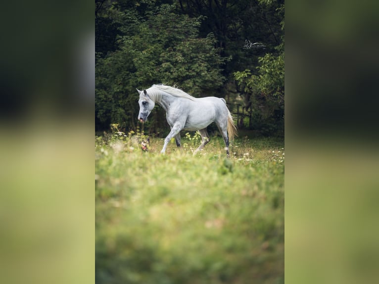 Pur-sang arabe Jument 10 Ans Gris in Riedlingsdorf