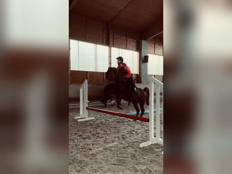 Pur-sang arabe Jument 11 Ans 148 cm Alezan in Usingen