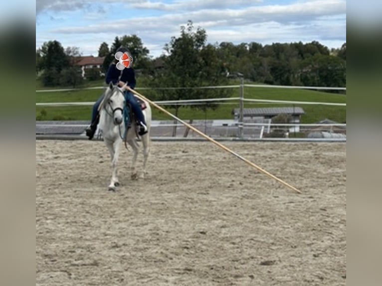 Pur-sang arabe Jument 11 Ans 148 cm Gris in Kempten