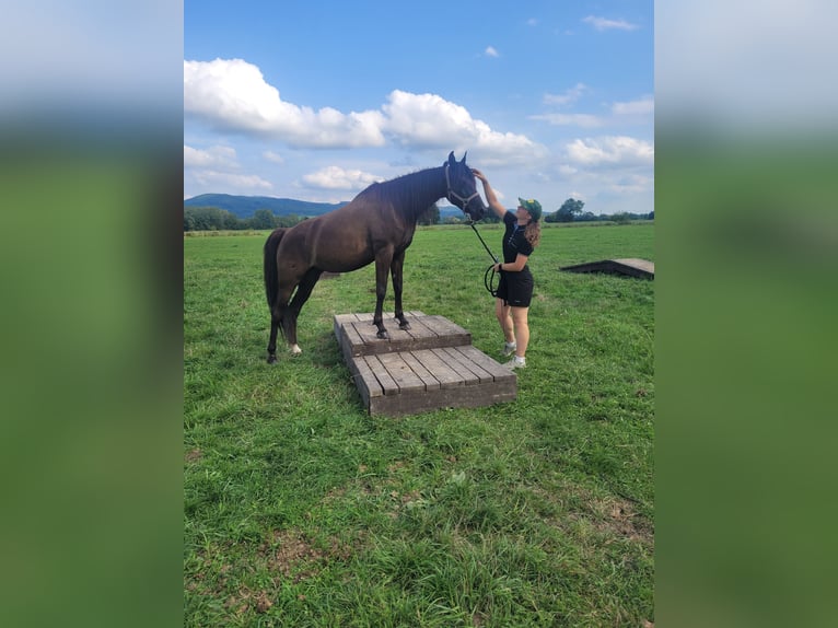 Pur-sang arabe Jument 11 Ans 151 cm Noir in Zábřeh