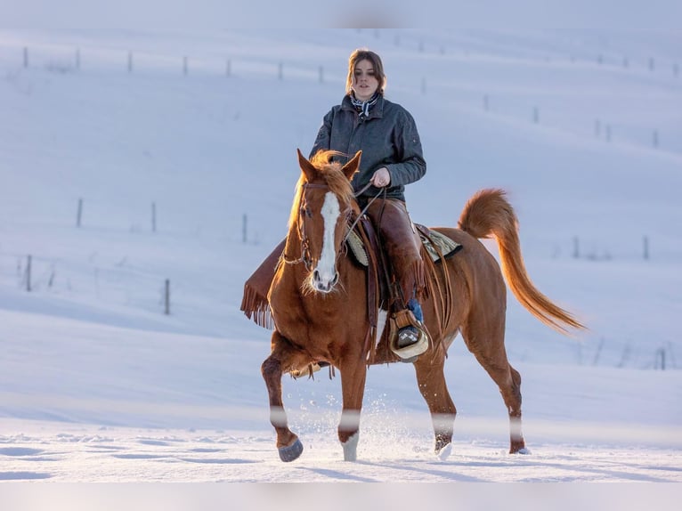 Pur-sang arabe Jument 11 Ans 152 cm Alezan in Oberstaufen
