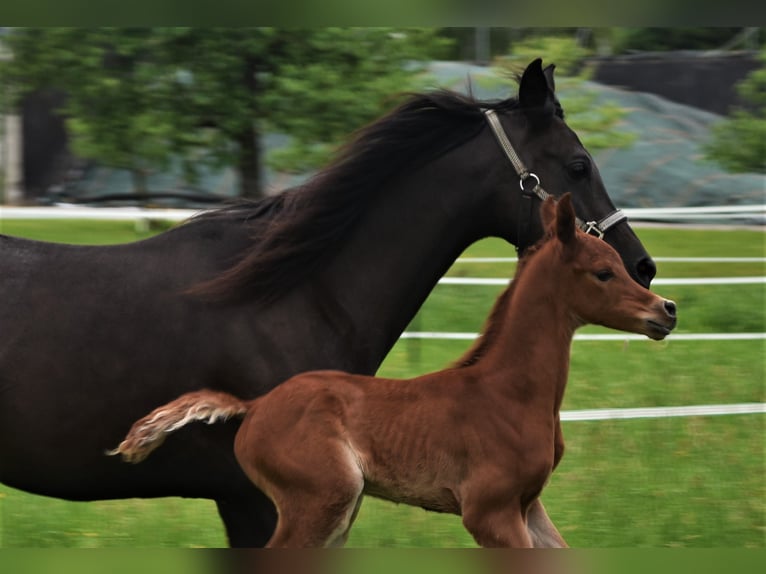 Pur-sang arabe Jument 11 Ans 152 cm Noir in Ehingen an der Donau