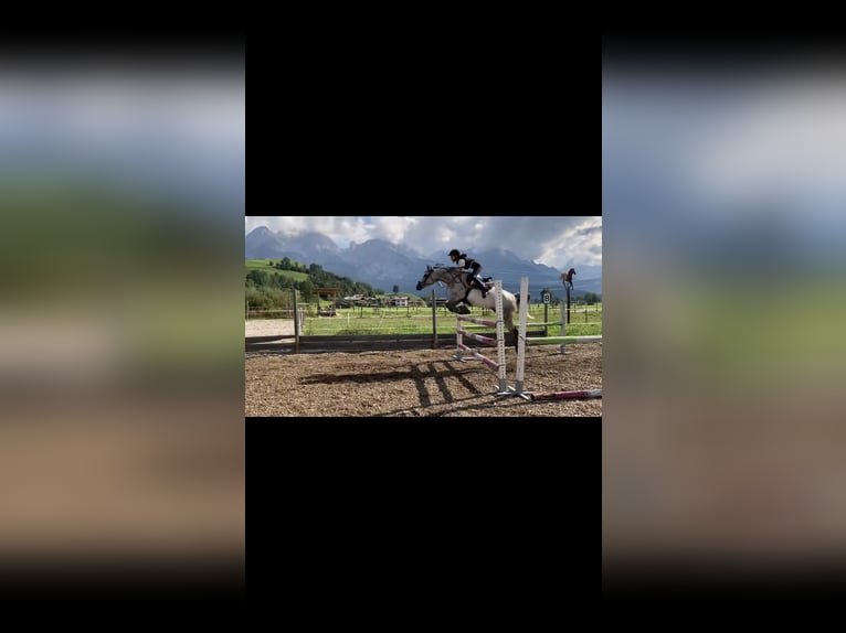 Pur-sang arabe Jument 11 Ans 153 cm Aubère in Saalfelden