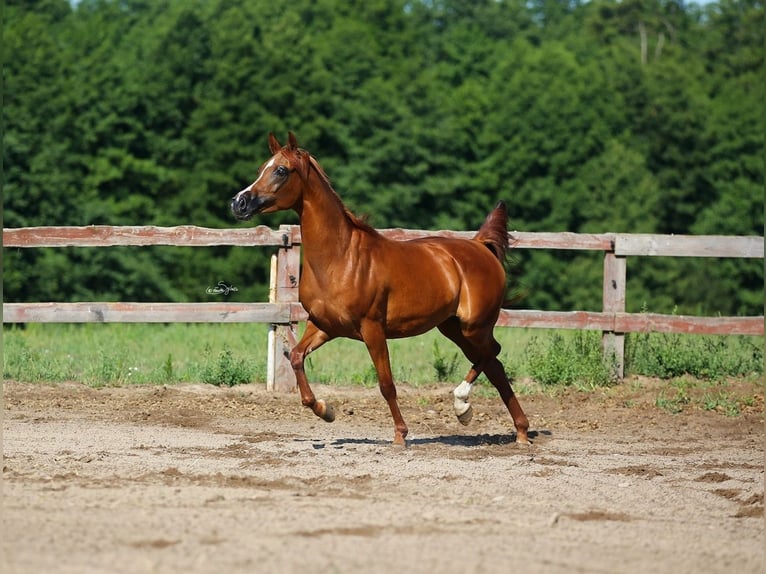 Pur-sang arabe Jument 11 Ans 154 cm Alezan in JEZOW