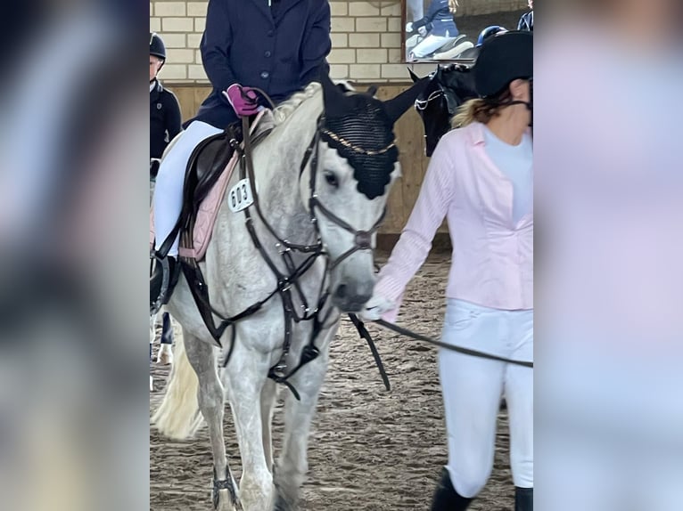 Pur-sang arabe Jument 11 Ans 157 cm Gris in Burgdorf