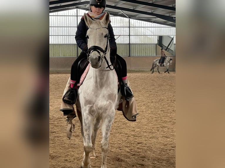 Pur-sang arabe Jument 11 Ans 157 cm Gris in Burgdorf