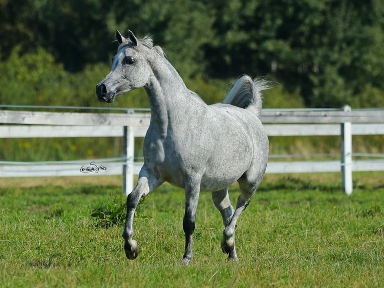 Pur-sang arabe Jument 11 Ans Gris in Wola Rzędzińska