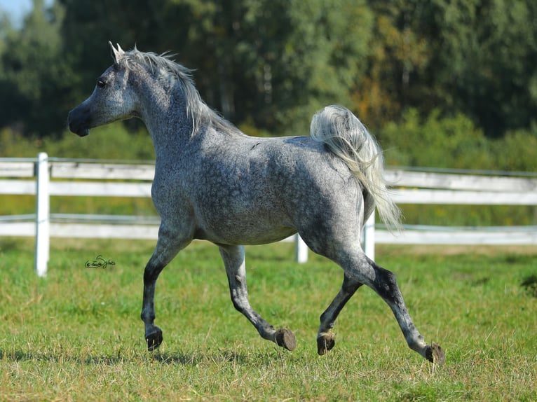 Pur-sang arabe Jument 11 Ans Gris in Wola Rzędzińska