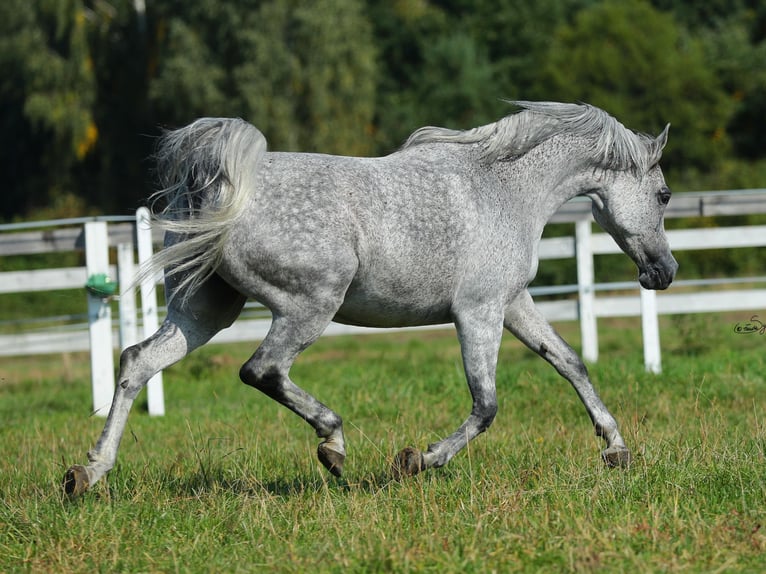 Pur-sang arabe Jument 11 Ans Gris in Wola Rzędzińska