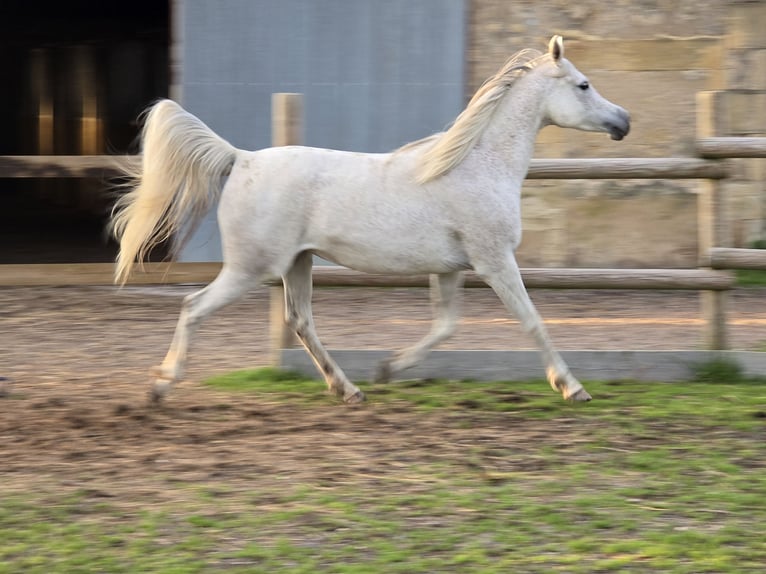 Pur-sang arabe Jument 11 Ans Gris moucheté in Beffes