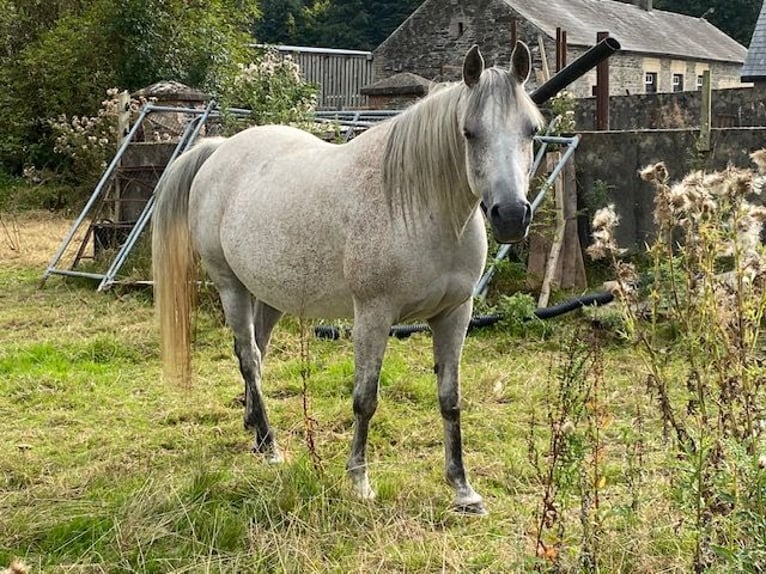 Pur-sang arabe Jument 11 Ans Gris moucheté in Carlow