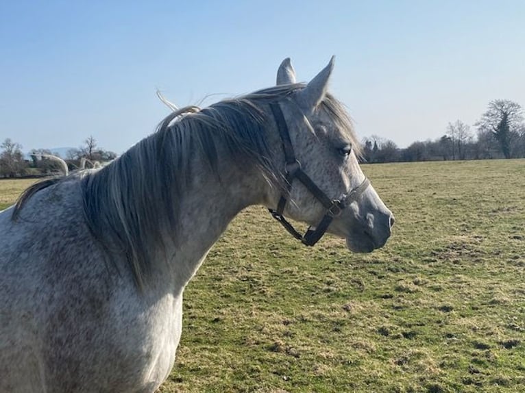 Pur-sang arabe Jument 11 Ans Gris moucheté in Carlow