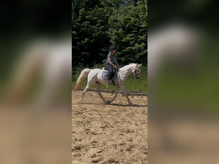 Pur-sang arabe Jument 12 Ans 145 cm Gris in Beverstedt
