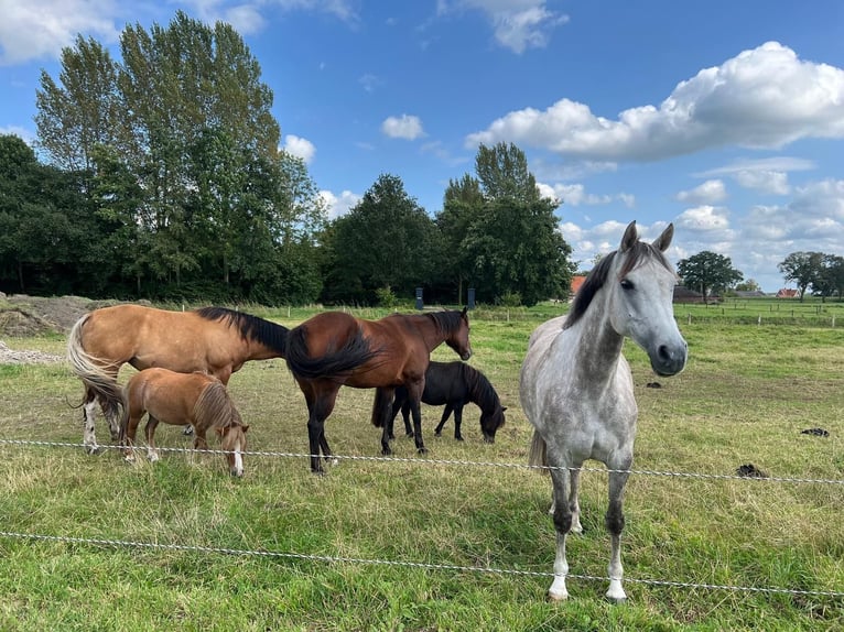 Pur-sang arabe Jument 12 Ans 146 cm Gris in Albergen