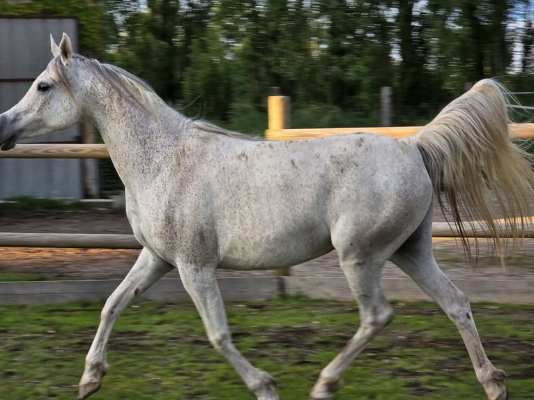 Pur-sang arabe Jument 12 Ans 148 cm Gris moucheté in COURS LES BARRES