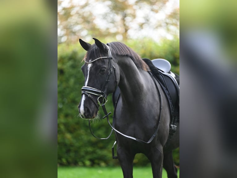Pur-sang arabe Jument 12 Ans 148 cm Noir in Middenbeemster