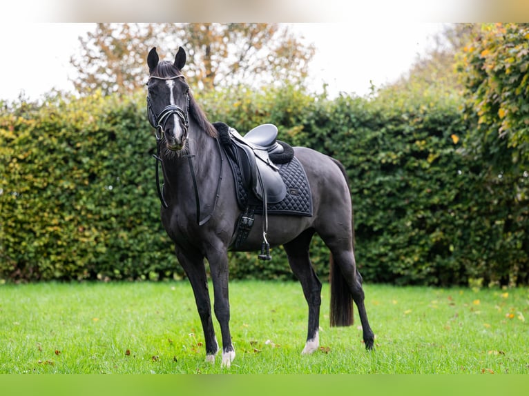 Pur-sang arabe Jument 12 Ans 148 cm Noir in Middenbeemster