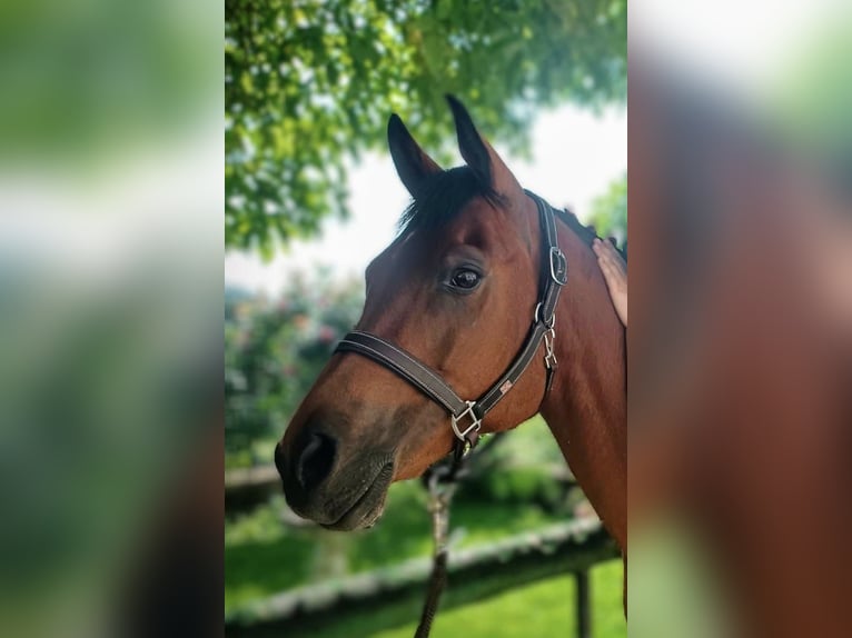 Pur-sang arabe Jument 12 Ans 150 cm Bai in Waldhausen im Strudengau