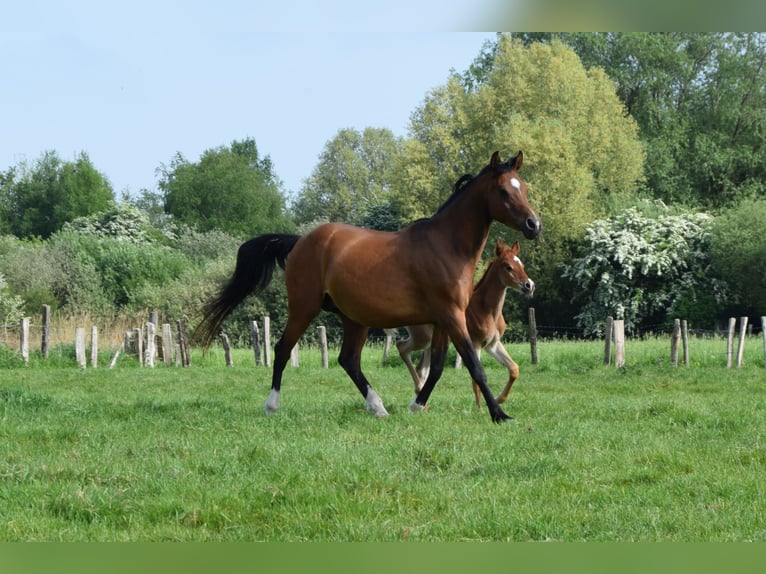 Pur-sang arabe Jument 12 Ans 150 cm Bai in Cucq