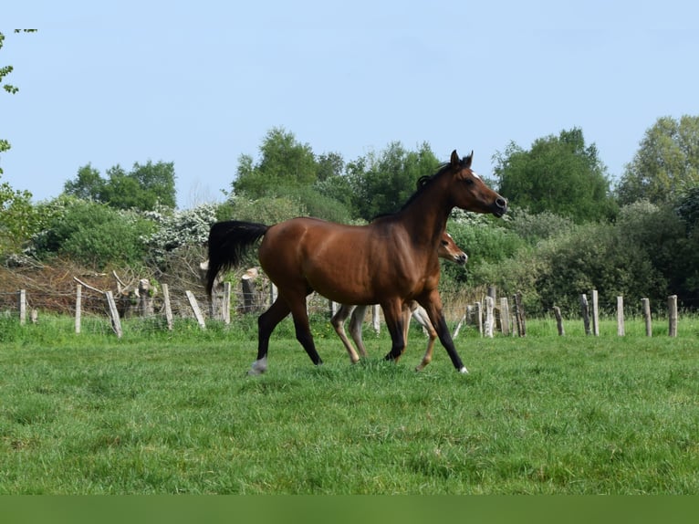 Pur-sang arabe Jument 12 Ans 150 cm Bai in Cucq