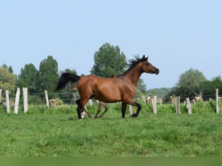 Pur-sang arabe Jument 12 Ans 150 cm Bai in Cucq