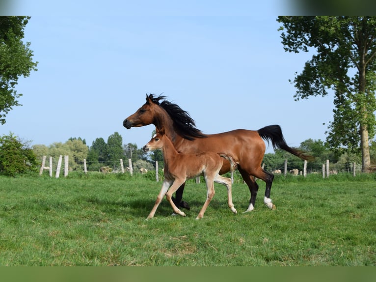 Pur-sang arabe Jument 12 Ans 150 cm Bai in Cucq