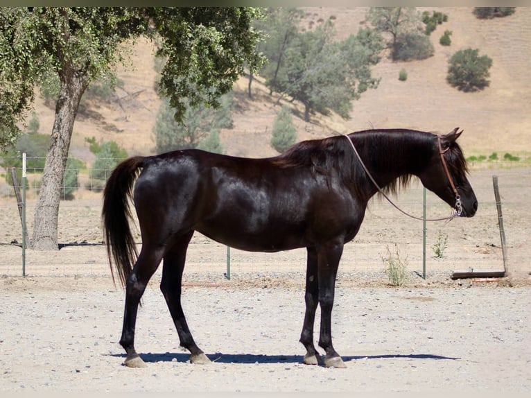 Pur-sang arabe Jument 12 Ans 152 cm Noir in Bitterwater CA