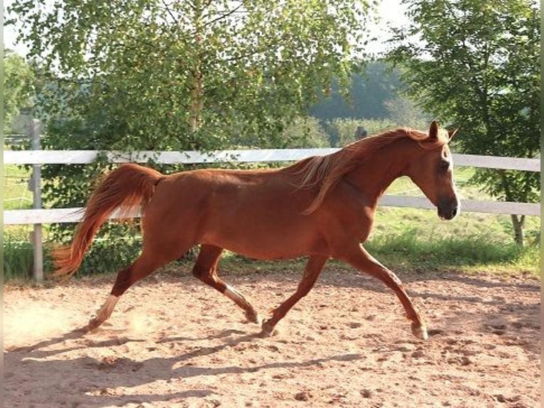 Pur-sang arabe Jument 12 Ans 153 cm Alezan in Freiamt