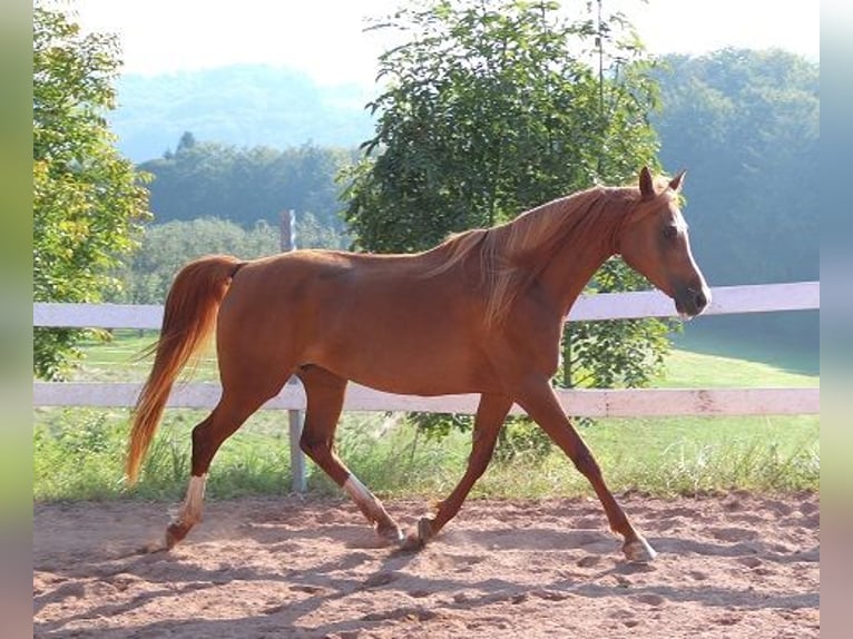 Pur-sang arabe Jument 12 Ans 153 cm Alezan in Freiamt