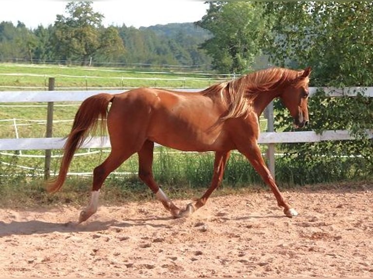 Pur-sang arabe Jument 12 Ans 153 cm Alezan in Freiamt