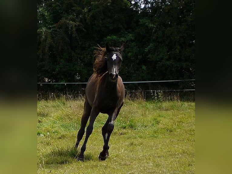 Pur-sang arabe Jument 12 Ans 153 cm Noir in Bochum