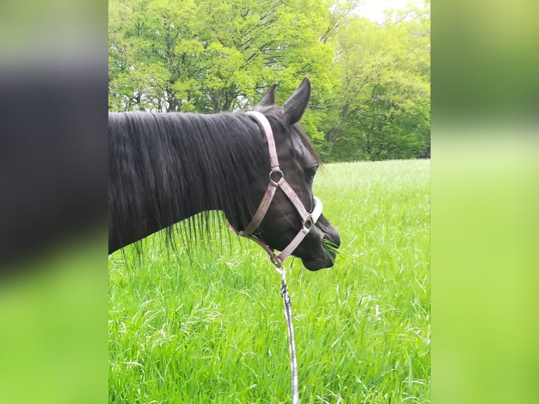 Pur-sang arabe Jument 12 Ans 153 cm Noir in Bochum