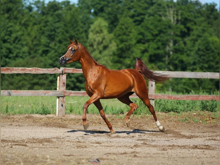 Pur-sang arabe Jument 12 Ans 154 cm Alezan in JEZOW