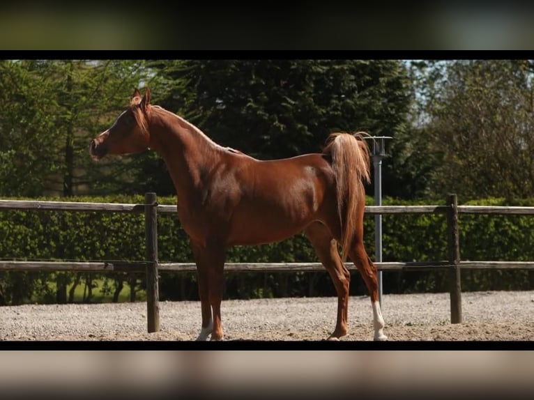 Pur-sang arabe Jument 12 Ans 156 cm Alezan brûlé in Amerang