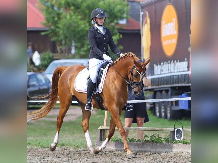 Pur-sang arabe Jument 12 Ans 156 cm Alezan brûlé in Amerang