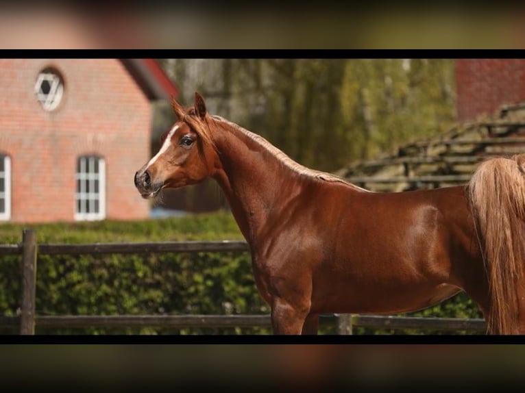 Pur-sang arabe Jument 12 Ans 156 cm Alezan brûlé in Amerang