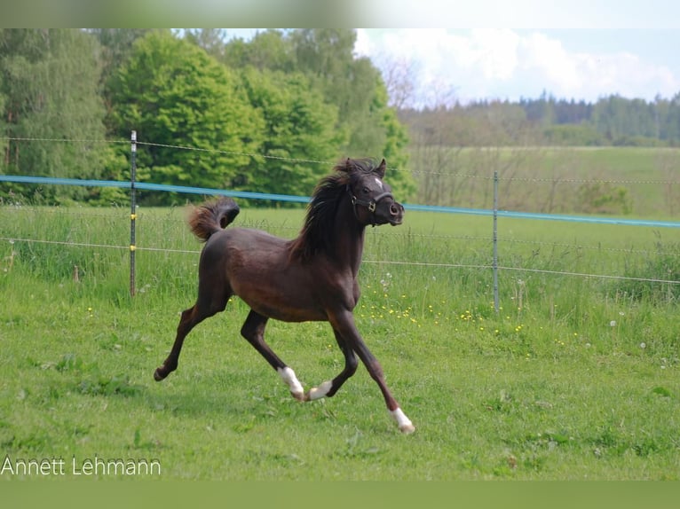 Pur-sang arabe Jument 12 Ans 156 cm Alezan in Amerang