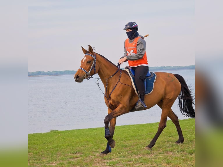Pur-sang arabe Jument 12 Ans 159 cm Bai cerise in Vysoka pri Morave