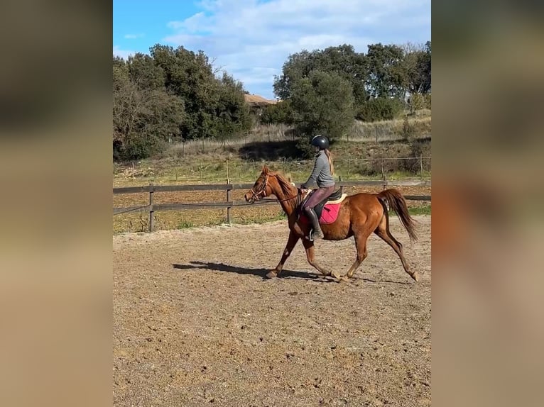 Pur-sang arabe Jument 13 Ans 145 cm Alezan in Pedrinya (Ajuntament Crespia)