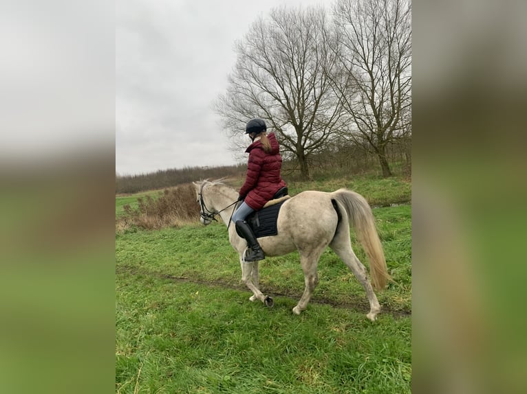 Pur-sang arabe Jument 13 Ans 148 cm Gris in SchelderodeMerelbeke