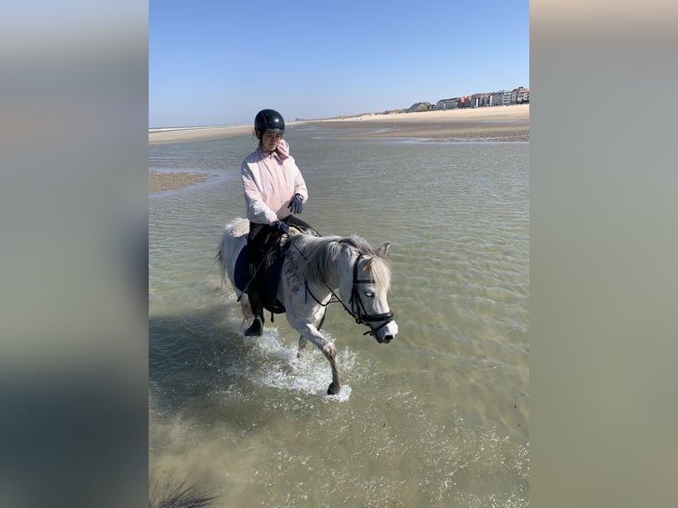 Pur-sang arabe Jument 13 Ans 148 cm Gris in SchelderodeMerelbeke