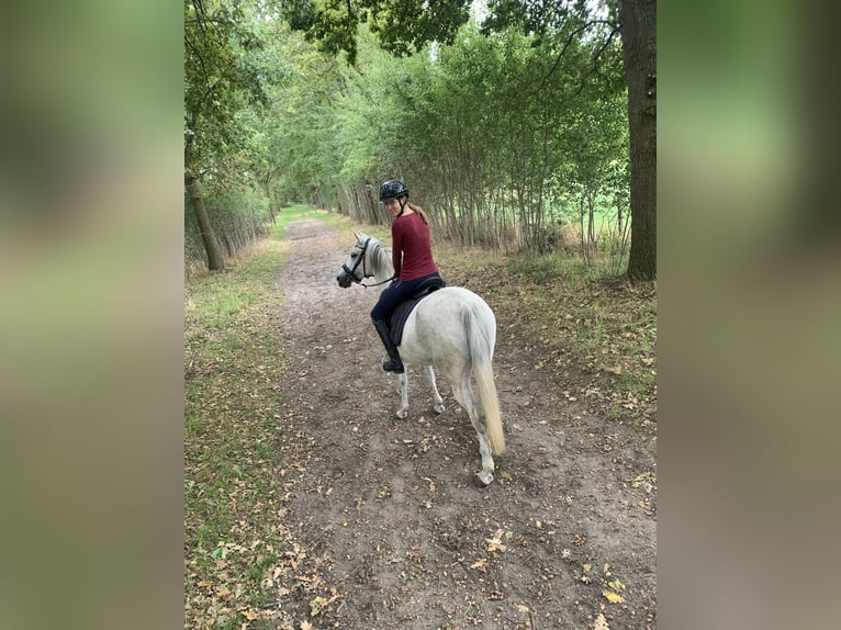 Pur-sang arabe Jument 13 Ans 148 cm Gris in SchelderodeMerelbeke